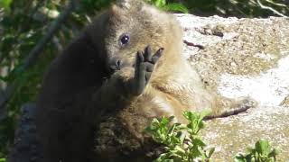 Rock Hyrax calling [upl. by Manning803]