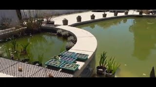 Swimming Pool to Natural Pond Conversion  Episode 9 [upl. by Shue288]