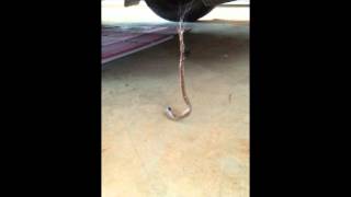 Redback vs Brown snake [upl. by Evette121]