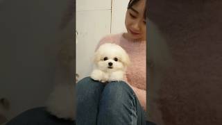 A baby mini bichon frise grooming video lovely puppy video  Teacup puppies KimsKennelUS [upl. by Ronoel]