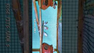 Finches bird tamil shortviral finches shortviral youtube புறா highflyingpigeons training [upl. by Oberheim506]