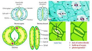 Stomata and Guard Cells [upl. by Kolnick]