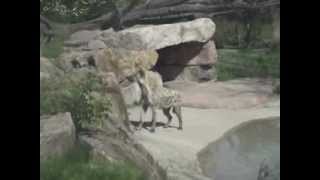 Spotted Hyenas at the Toronto Zoo [upl. by Tennek385]