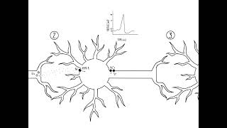 Excitatory and Inhibitory Circuits [upl. by Liza]