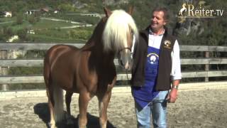 Rasseportrait Haflinger bei Kastelruther Spatz Norbert Rier [upl. by Atiuqehs]