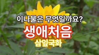 생애처음 먹어보는 이나물은 무엇일까요삼잎국화나물무침 [upl. by Ennayd]