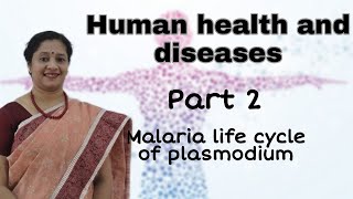 NEET CLASS12 HUMAN HEALTH AND DISEASES PART2 MALARIA LIFE CYCLE OF PLASMODIUM [upl. by Arinaid]