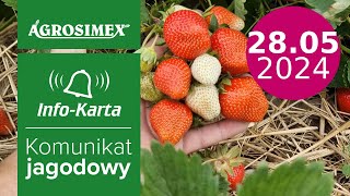 Zabiegi w trakcie zbioru owoców 🍓🍓  komunikat jagodowy  Agrosimex [upl. by Leinoto]