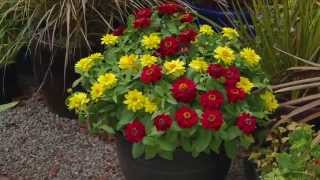 Profusion Zinnia Explosive Easy Color [upl. by Yorick]