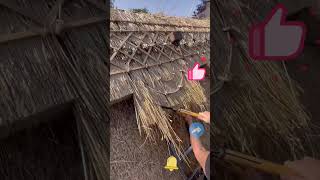 The process of making a thatched roof [upl. by Ecirad]