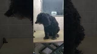 Cockapoo Cocker SpanielPoodledog breed Before amp After grooming transformation video dog grooming [upl. by Itsyrk]