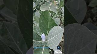 Calotropis gigantea botanyfacts shorts [upl. by Crenshaw476]