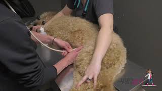 How to perform a AFAST abdominal ultrasound in a dog  VETgirl Veterinary CE Videos [upl. by Yreved314]