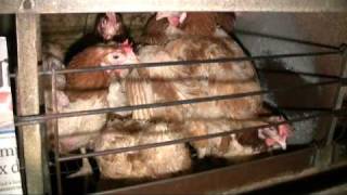 Poules pondeuses  enquête dans un élevage [upl. by Reivad]