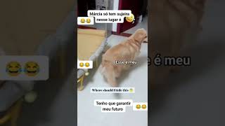 JÁ VI GATO LADRÃO A GORA CACHORRO 😂😂😂😂😂 [upl. by Aititel338]