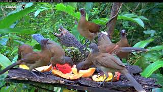 Evening Chachalaca Feeding Frenzy – Jan 30 2018 [upl. by Aneekat]