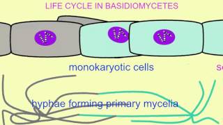 FUNGI LIFE CYCLE IN BASIDIOMYCETES [upl. by Chiquia352]