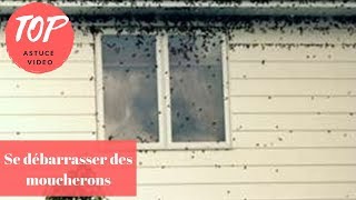 Se débarrasser des moucherons  Top 5 Astuces ToutPratique [upl. by Onaled]