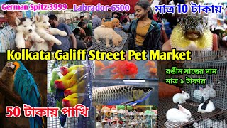 Kolkata Galiff Street Pet Market  Kolkata Galiff Street fish Market  Galiff Street Bird Market [upl. by Mylander]