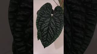 Anthurium Luxurians Dark form anthurium Luxurians darkform trending [upl. by Dnalerb]