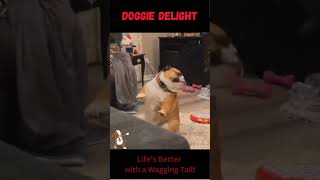 Dogs Celebrating with Dance dancingdog dogdance shorts happydog dogdancing doglovers doglife [upl. by Sheela312]