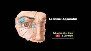 Lacrimal Apparatus  Components Features Structure with its Blood amp Nerve supply [upl. by Lenssen]