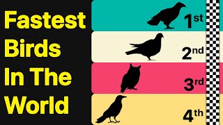 Fastest Birds In The World [upl. by Halihs]