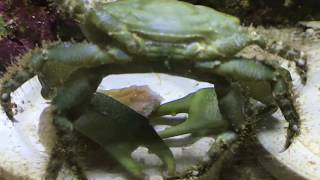 Cangrejo esmeralda Emerald Crab [upl. by Cerellia]