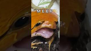 MEEP MEEP POLICE frog snake funny [upl. by Neelyhtak]