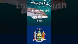 How big is the New York Largemouth Bass [upl. by Ilanos]