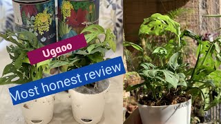 Ugaooonline gardening store review  online plant store review [upl. by Oiluj120]