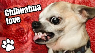 36 Angry Chihuahuas  Try Not To Laugh  That Pet Life [upl. by Ruff847]