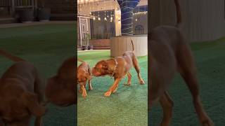 Dogue de Bordeaux playtime doguedebordeaux doglovers dog doglove pets [upl. by Ititrefen]