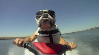 JetSkiing Bulldog Diesel the jet skiing bulldog [upl. by Veejar]