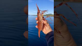 SHRIMPING ALASKA ketchikan alaska spotprawn shrimp youtubehighfive crab salmon fishing [upl. by Lemmueu]