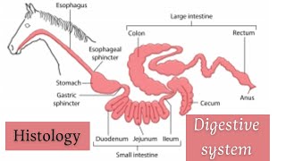 Digestive system 🐎 Histology lecture 🦥 محاضرة هستولوجى 🐾 كلية الطب البيطرى 🦁 part 1 [upl. by Gregg141]