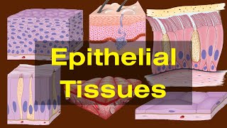 Epithelial tissues class 9 Epithelial tissues Types and Functions Biology [upl. by Asoramla]