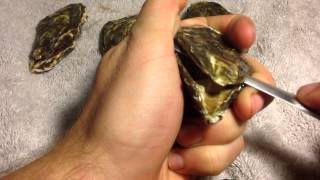 how to shuck an oyster  quick and easy [upl. by Terag]