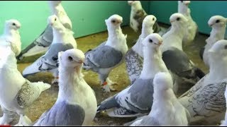 Best Satinette Pigeons amp Beautiful color Breeds [upl. by Jorin99]