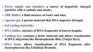 Components of Agarose Gel Electrophoresis System [upl. by Lassiter794]