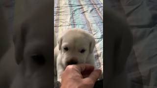 Puppy Explorers cutepuppies labrador [upl. by Lladnew]