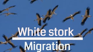 White stork Migration  Israel 4K [upl. by Eceined64]