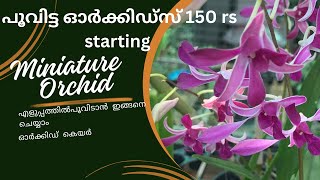 Miniature orchid prize [upl. by Felecia]