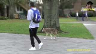 UBC Wild Coyote Walking With Students [upl. by Gabrila356]