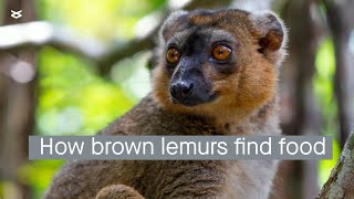 Brown lemurs use memory smell and social cues to find food [upl. by Llennyl]