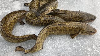 Burbot Eelpout Lawyer  Catch Clean Cook Eat [upl. by Nelyak98]