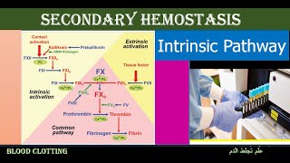 Lecture 422 Intrinsic Pathway [upl. by Timms]