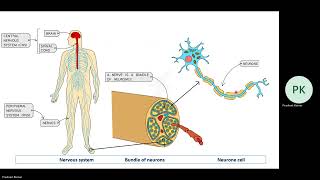 IGCSE Ch 14 Coordination Response amp Homeostasis [upl. by Lashoh]