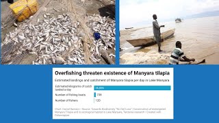 Restoration of the Manyara Tilapia Remains an Uphill Task [upl. by Adnor]