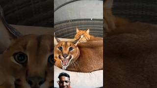 Cute Pumba 🐈catvideos catvoice shorts caracal [upl. by Baalbeer753]